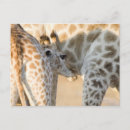 Pesquisar por camelopardalis do giraffa Vida selvagem