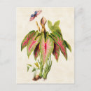 Pesquisar por borboletas tropicais cartoes postais Floral
