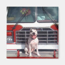 Pesquisar por do terrier de pitbull imas Touro