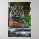 Pesquisar por tony pósteres Tigre