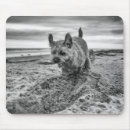 Pesquisar por terrier fotografias Para todos