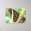 Pesquisar por borboleta azul impressão de canvas Branco