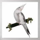 Pesquisar por ivy pôsteres pósteres Pássaro