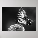 Pesquisar por borboleta preto e branco pósteres Natureza