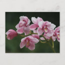 Pesquisar por orquídeas cor de rosa cartoes postais Foto