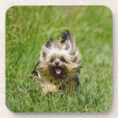 Pesquisar por yorkshire terrier porta copos Fofofo