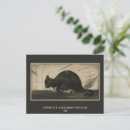 Pesquisar por chat noir cartoes postais Cat