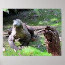 Pesquisar por dragão de komodo pôsteres pósteres Natureza