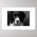 Pesquisar por springer spaniel pôsteres pósteres Canino