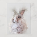 Pesquisar por angora Bonito