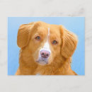 Pesquisar por pato pequeno cartoes postais Para todos