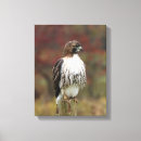 Pesquisar por falcão vermelho da cauda Buteo jamaicensis