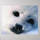 Pesquisar por mammals fotografia Nature
