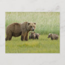 Pesquisar por urso marrom Animal selvagem
