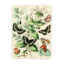 Pesquisar por o visual imas Borboletas