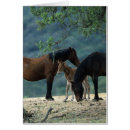 Pesquisar por potro da égua cartoes postais Selvagem