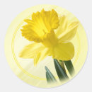 Pesquisar por daffodil adesivos Fotografia