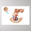 Pesquisar por anatomia pósteres Sistema nervoso