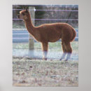 Pesquisar por alpacas pósteres Animais