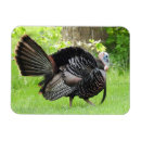 Pesquisar por perus selvagens imas Thanksgiving