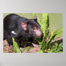 Pesquisar por diabo tasmaniano pósteres Animal