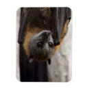 Pesquisar por cortinas imas Fruta