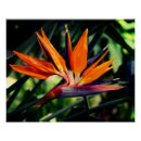 Pesquisar por pássaros e flores pôsteres pósteres Botânica