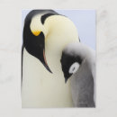 Pesquisar por pinguins do amor cartoes postais Natureza