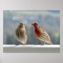 Pesquisar por finch pôsteres pósteres Finches