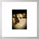 Pesquisar por chiweenie Bonito