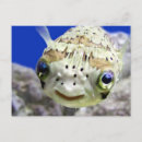 Pesquisar por olhos felizes cartoes postais Engraçado