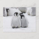 Pesquisar por pinguim do bebê cartoes postais Pinguins