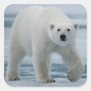 Pesquisar por ursus adesivos Fauna