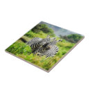 Pesquisar por listras da zebra azulejos Selvagem