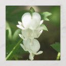 Pesquisar por sangramento convites Flor