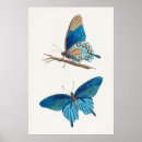 Pesquisar por botanical artes pósteres Butterflies