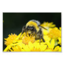 Pesquisar por bombus Preto