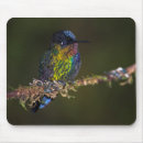 Pesquisar por do colibri eletronicos Fotografia