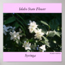 Pesquisar por syringa Idaho