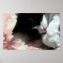 Pesquisar por tuxedo cat pôsteres pósteres Fofofo