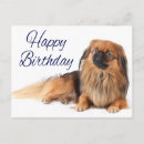 Pesquisar por cão pekingese cartoes Cãozinho