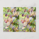 Pesquisar por plantas nativas cartoes postais Floral