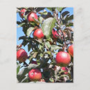 Pesquisar por maçãs cartoes postais Fotografia