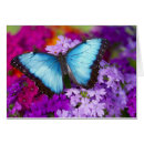 Pesquisar por borboleta azul morpho cartoes postais Planta