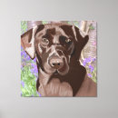 Pesquisar por labrador marrom pôsteres pósteres Retrato