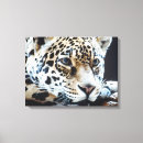 Pesquisar por gato colorido impressão de canvas Animal