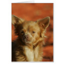 Pesquisar por filhote de cachorro da chihuahua cartoes postais Headshot