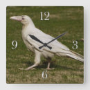 Pesquisar por leucistic Para todos