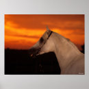 Pesquisar por cavalo árabe pósteres Pôr do sol
