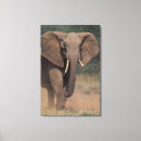 Pesquisar por elefante africano impressão de canvas Natureza
